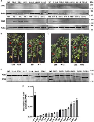 Modification of Cassava Root Starch Phosphorylation Enhances Starch Functional Properties